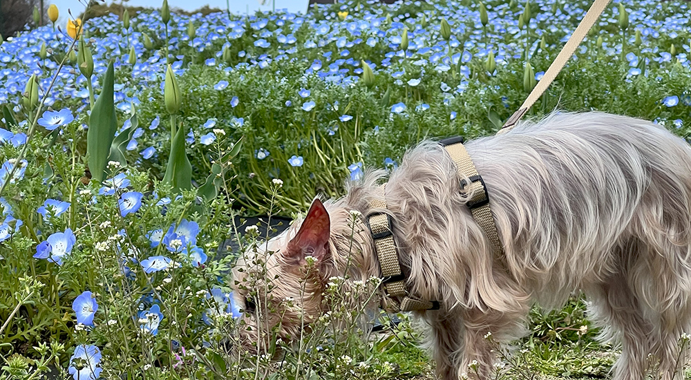 ネモフィラの花のにおいを嗅いでいるように見えるよーきーさん